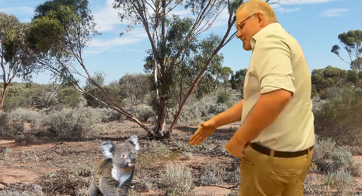 Koalas hate awkward situations like these
